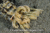 Commensal Emperor Shrimp around Sea Cucumber image