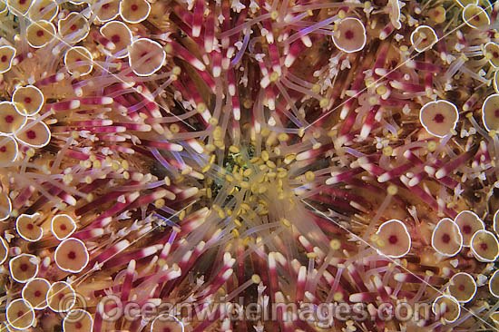 Flower Urchin (Toxopneustes pileolus) - close detail of stinging spines around the mouth. Also known as Toxic or Venomous Sea Urchin.This Urchin has sharp toxic spines and has caused fatalities. Found throughout the Indo-Pacific. Lembeh Strait, Indonesia. Photo - Gary Bell