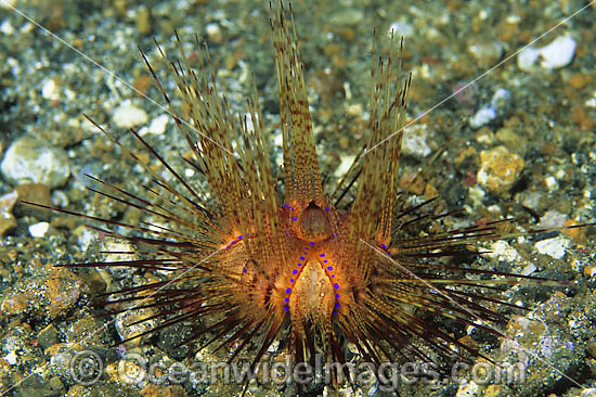 Fire Urchin (Astropyga radiata). Also known as Red Urchin and False Fire Urchin. Found throughout the Indo Pacific. Photo taken off Anilao, Philippines. Photo - Gary Bell Fire Urchin (Astropyga radiata). Also known as Red Urchin and False Fire Urchin. Found throughout the Indo Pacific. Photo taken off Anilao, Philippines. Photo - Gary Bell