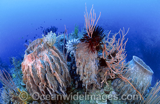 Barrel Sponge (Xestospongia testudinaria) - covered in Crinoid Feather Stars and surrounded by Whip Corals. Found throughtout Indo-West Pacific, including Great Barrier Reef, Australia Barrel Sponge (Xestospongia testudinaria) - covered in Crinoid Feather Stars and surrounded by Whip Corals. Found throughtout Indo-West Pacific, including Great Barrier Reef, Australia