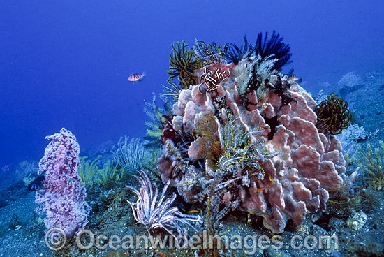 Barrel Sponge Feather Stars and Whips photo