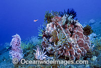 Barrel Sponge Feather Stars and Whips Photo - Gary Bell