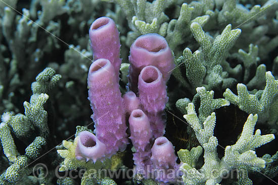 Tube Sponge Cribrochalina olemda photo