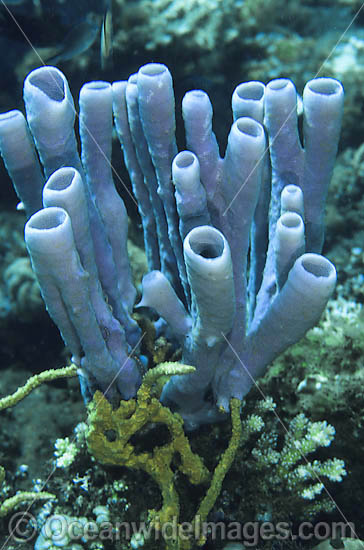 Tube Sponge photo Tube Sponge photo