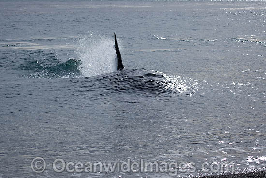 Orca attacking sea lion on shore photo