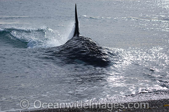 Orca attacking sea lion on shore photo