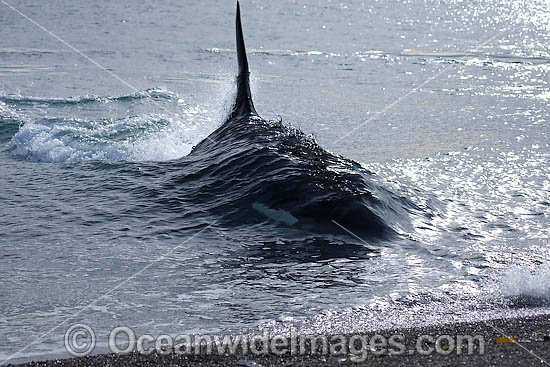 Killer Whale attacking sea lion photo