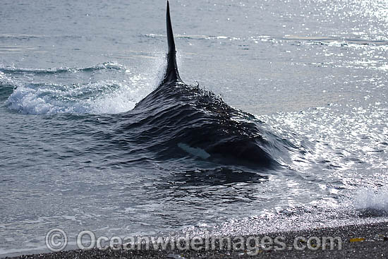 Killer Whale attacking sea lion photo