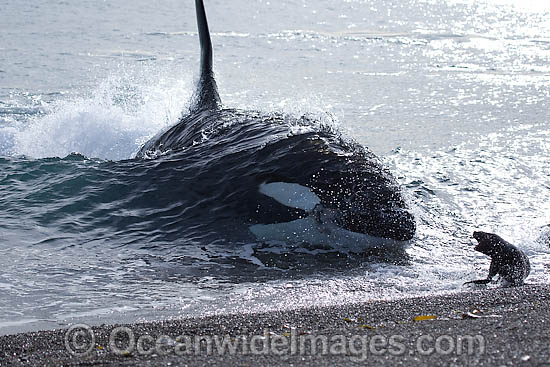 Killer Whale attacking sea lion photo Killer Whale attacking sea lion photo