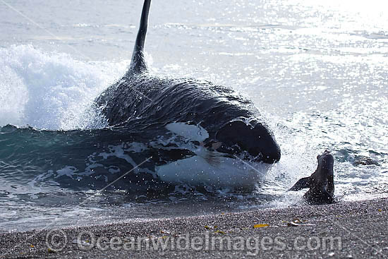 Orca, or Killer Whale (Orcinus orca) - approaching shore to attack a South American Sea Lion (Otaria flavescens). Photo taken at Punta Norte, Peninsula Valdes, Argentina. Orca's are listed as Lower Risk on the IUCN Red List. Sequence 7. Photo - Chantal Henderson