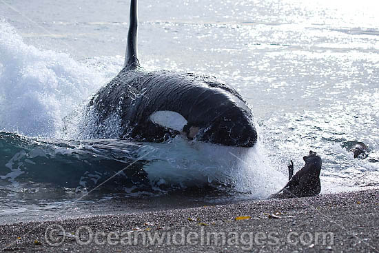 Orca, or Killer Whale (Orcinus orca) - approaching shore to attack a South American Sea Lion (Otaria flavescens). Photo taken at Punta Norte, Peninsula Valdes, Argentina. Orca's are listed as Lower Risk on the IUCN Red List. Sequence 8. Photo - Chantal Henderson