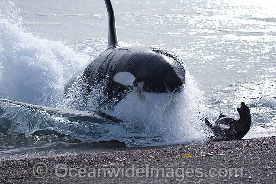 Orca attacking sea lion on shore photo