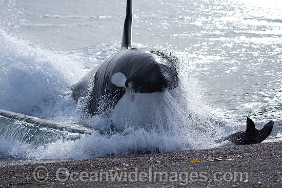 Killer Whale attacking sea lion photo