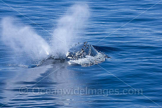 Humpback Whale blowing on surface photo