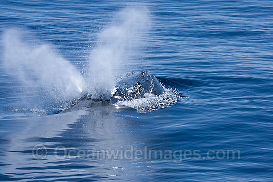 Humpback Whale (Megaptera novaeangliae) - blowing on the surface. Found throughout the world's oceans in both tropical and polar areas, depending on the season. Classified as Vulnerable on the IUCN Red List. Photo - Chantal Henderson Humpback Whale (Megaptera novaeangliae) - blowing on the surface. Found throughout the world's oceans in both tropical and polar areas, depending on the season. Classified as Vulnerable on the IUCN Red List. Photo - Chantal Henderson