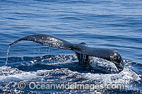 Humpback Whale tail fluke on surface Photo - Chantal Henderson