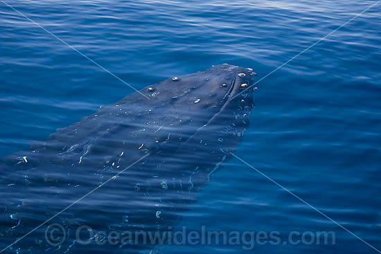Humpback Whale approaching surface photo