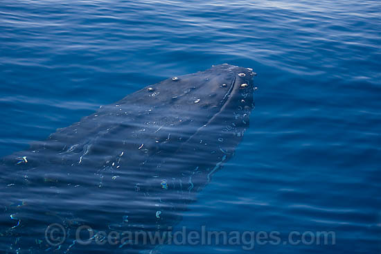 Humpback Whale (Megaptera novaeangliae) - underwater approaching the surface. Found throughout the world's oceans in both tropical and polar areas, depending on the season. Classified as Vulnerable on the IUCN Red List. Photo - Chantal Henderson Humpback Whale (Megaptera novaeangliae) - underwater approaching the surface. Found throughout the world's oceans in both tropical and polar areas, depending on the season. Classified as Vulnerable on the IUCN Red List. Photo - Chantal Henderson