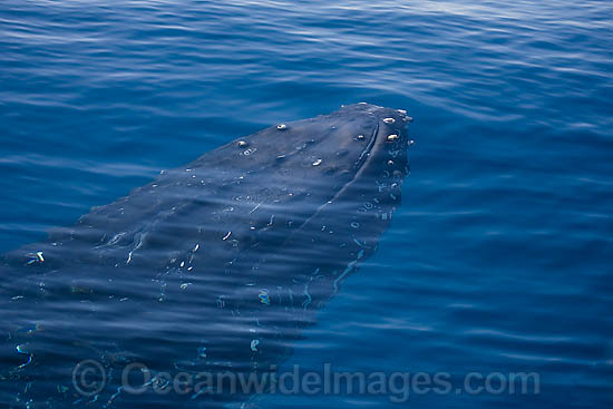 Humpback Whale approaching surface photo