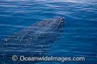 Humpback Whale approaching surface Photo - Chantal Henderson