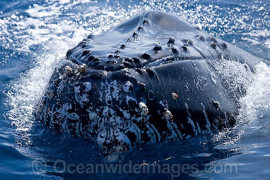 Humpback Whale spy hopping on surface photo