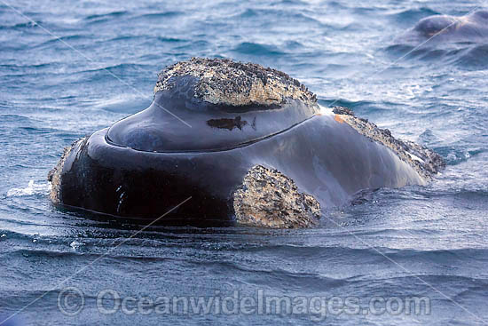 Southern Right Whale (Eubalaena australis) - showing horny growth of 'callosities' on and around the head. Southern Australia. Listed as Vulnerable on the IUCN Red List. Photo - Chantal Henderson