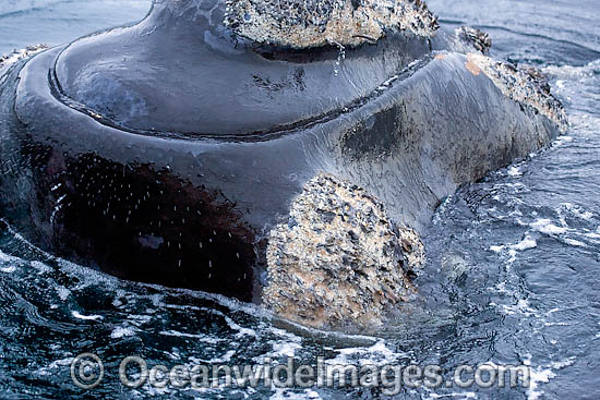 Southern Right Whales callosities photo