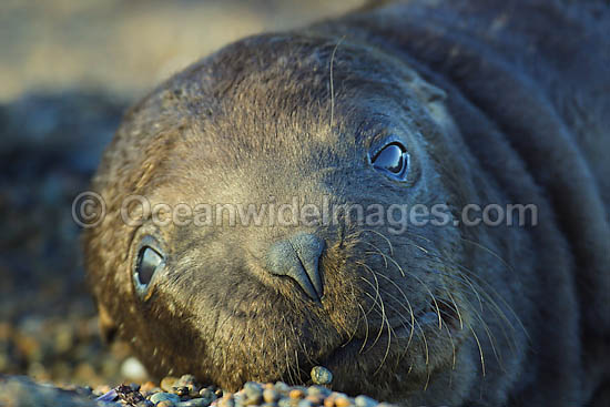 South American Sea Lion (Otaria flavescens) - two month old pup. Also known as Southern Sea Lion and Patagonian Sea Lion. Photo taken at Punta Norte, Peninsula Valdes, Argentina. Photo - Chantal Henderson South American Sea Lion (Otaria flavescens) - two month old pup. Also known as Southern Sea Lion and Patagonian Sea Lion. Photo taken at Punta Norte, Peninsula Valdes, Argentina. Photo - Chantal Henderson