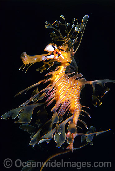 Leafy Seadragon Phycodurus eques photo