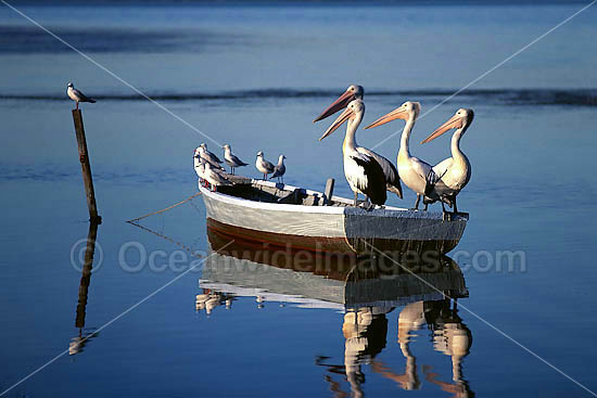 Australian Pelicans on dinghy photo