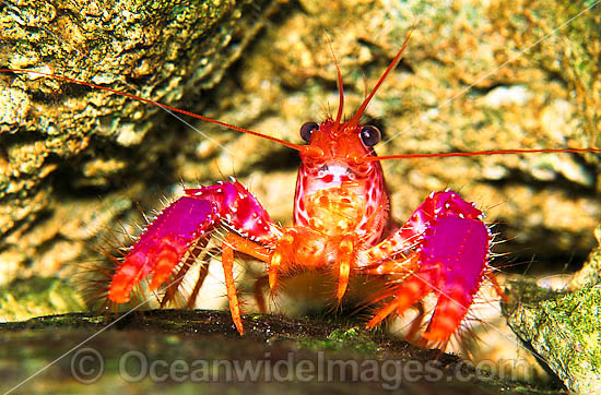 Violet-spotted Reef Lobster (Enoplometopus debelius). Found throughout West and Central Pacific. Photo taken at Tulamben, Bali, Indonesia. Photo - Gary Bell Violet-spotted Reef Lobster (Enoplometopus debelius). Found throughout West and Central Pacific. Photo taken at Tulamben, Bali, Indonesia. Photo - Gary Bell