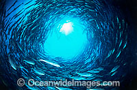 Vortex of Trevally Photo - Gary Bell