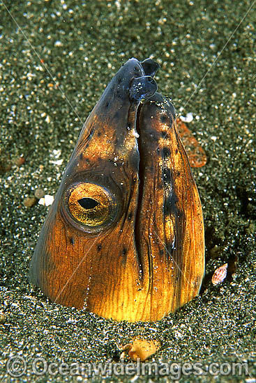 Black-finned Snake Eel photo Black-finned Snake Eel photo