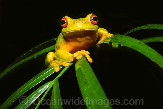 Red-eyed Tree Frog on palm frond photo