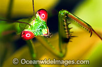 Praying Mantis Photo - Gary Bell