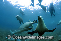 Australian Sea Lions Photo - Gary Bell