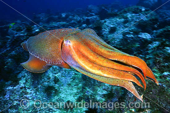 Giant Cuttlefish Sepia apama photo