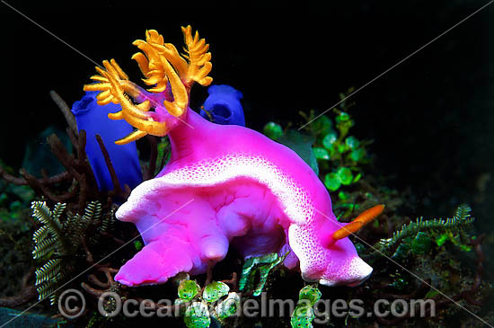 Pink Dorid Nudibranch photo