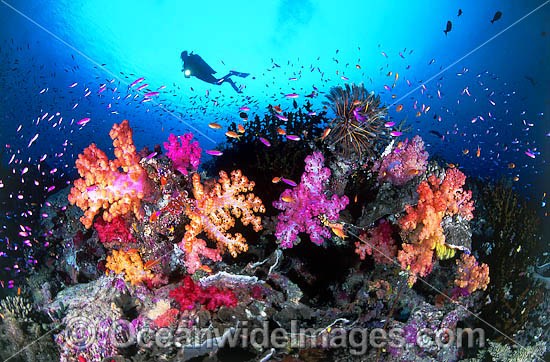Diver Fish and coral photo