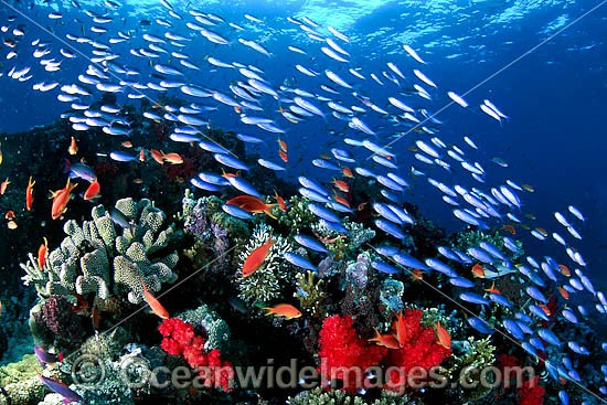 Schooling Fish and coral photo