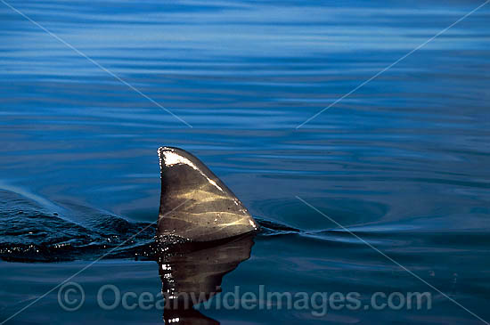 Great White Shark (Carcharodon carcharias) - with dorsal fin protruding from the surface. Found throughout the world's oceans, mostly temperate seas. Photo taken Neptune Islands, South Australia. Protected species Classified Vulnerable on IUCN Red List. Photo - Gary Bell