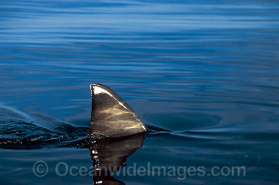 Great White Shark dorsal fin photo