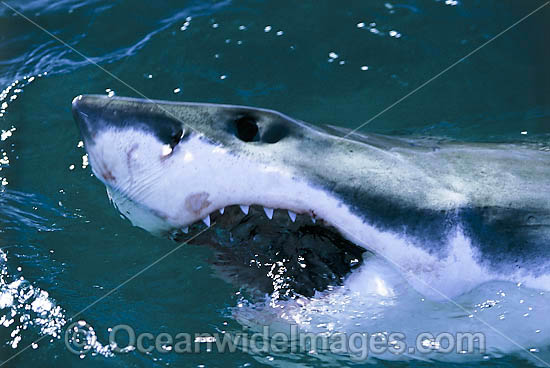 Great White Shark (Carcharodon carcharias), with open jaws on surface. Found throughout the world's oceans, but mostly in temperate seas. Photo was taken at Gansbaai, South Africa. Protected species Classified as Vulnerable on the IUCN Red List. Photo - Gary Bell
