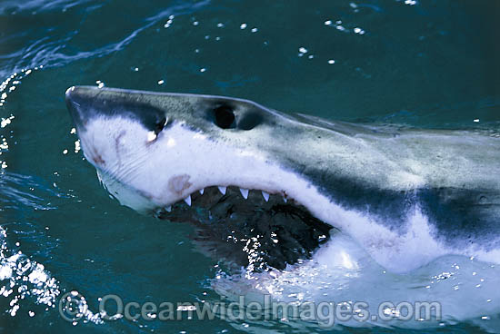 Great White Shark (Carcharodon carcharias), with open jaws on surface. Found throughout the world's oceans, but mostly in temperate seas. Photo was taken at Gansbaai, South Africa. Protected species Classified as Vulnerable on the IUCN Red List. Photo - Gary Bell Great White Shark (Carcharodon carcharias), with open jaws on surface. Found throughout the world's oceans, but mostly in temperate seas. Photo was taken at Gansbaai, South Africa. Protected species Classified as Vulnerable on the IUCN Red List. Photo - Gary Bell