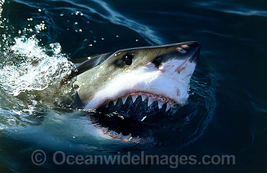 Great White Shark (Carcharodon carcharias), with open jaws on surface. Found throughout the world's oceans, but mostly in temperate seas. Photo was taken at Gansbaai, South Africa. Protected species Classified as Vulnerable on the IUCN Red List. Photo - Gary Bell Great White Shark (Carcharodon carcharias), with open jaws on surface. Found throughout the world's oceans, but mostly in temperate seas. Photo was taken at Gansbaai, South Africa. Protected species Classified as Vulnerable on the IUCN Red List. Photo - Gary Bell