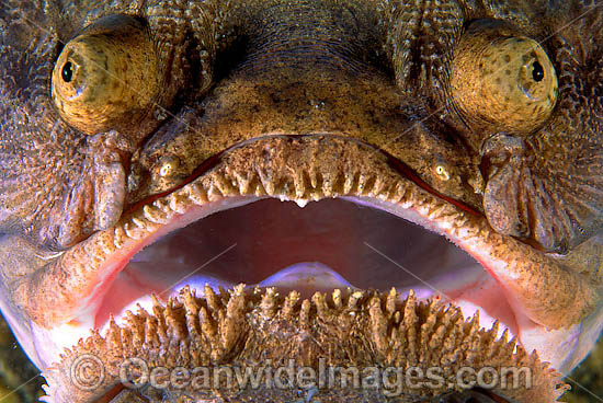 Eastern Star Gazer Kathetostoma laeve photo Eastern Star Gazer Kathetostoma laeve photo