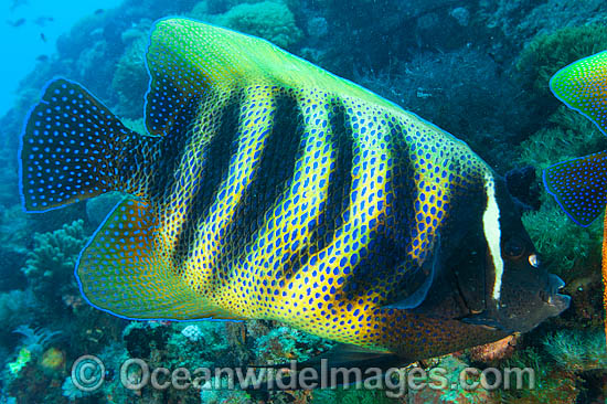 Six-banded Angelfish Pomacanthus sexstriatus photo