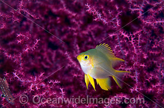 Juvenile Golden Damsel photo