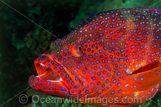 Coral Grouper photo