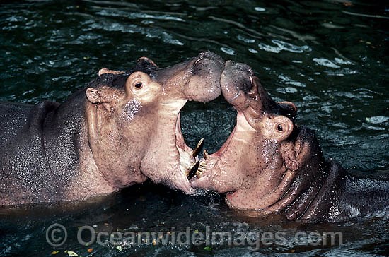 Hippopotamus pair mouthing photo